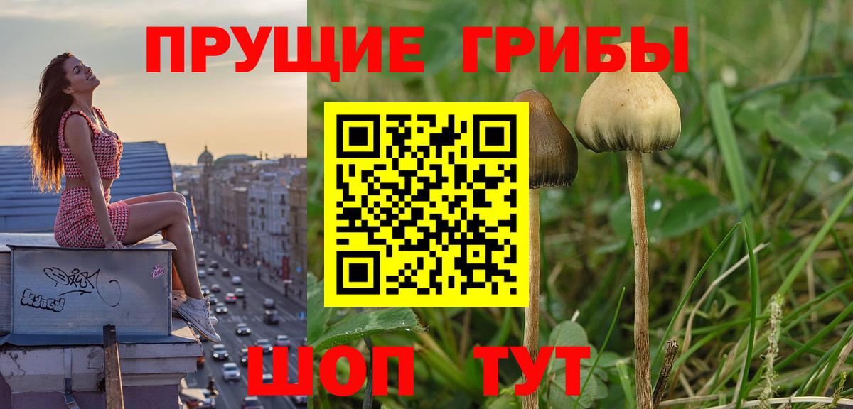 Галлюциногенные грибы Cubensis Алейск